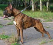Красивая и энергичная собака Немецкий боксер