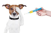 Правила вакцинации собак