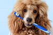 Как чистить зубы собаке? Пошаговая инструкция