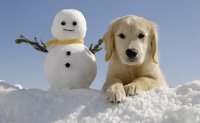 Обморожение собак