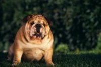 Профилактика ожирения у собак
