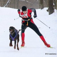 Скиджоринг — езда на лыжах в паре с собакой