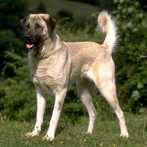 Анатолийская овчарка, порода собаки, описание