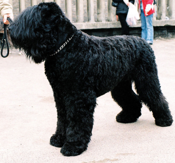 Черный русский терьер, описание пород собак