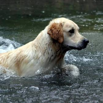 Приучение щенка к воде, щенок, щенок боится воды, научить плавать щенка, щенок и вода