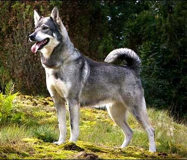 Йемтхунд, описание породы собак