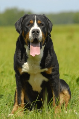 Большой швейцарский зененхунд, описание породы собаки, описание собаки, характеристики собаки, внешний вид, как выглядит, как собака, порода