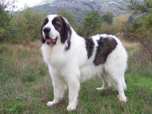 Пиренейский мастиф, описание пород собак