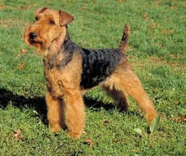 Уэльский терьер, описание породы собак